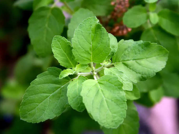 ತುಳಸಿಯ ಆರೋಗ್ಯ ಪ್ರಯೋಜನಗಳು