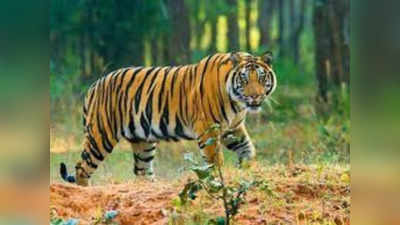 Umaria News:  बाघ के हमले से 77 वर्षीय वृद्ध की मौत, मिलेगा आठ लाख का मुआवजा