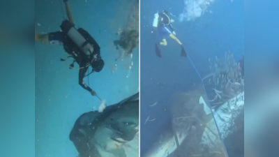 जाल में फंसी शार्क को बचाने के लिए गहरे पानी में उतर गया गोताखोर, वायरल रेस्क्यू वीडियो देख सब कर रहे तारीफ