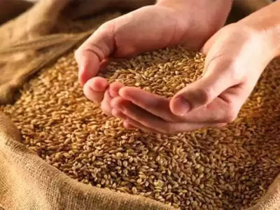 आजचा अग्रलेख: गव्हा-तांदळाच्या कोंडीत