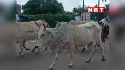Shivpuri News: शिवपुरी में ग्रामीणों का अनोखा प्रदर्शन, गायों के गले में तख्तियां डालकर की गौशाला की मांग