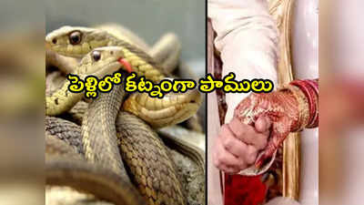 Snakes: ఇదేం ఆచారంరా బాబు.. పెళ్లిలో కట్నంగా అల్లుళ్లకు పాములు 