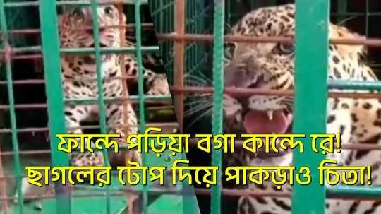 leopard captured from dooars bhagatpur tea garden by wb forest department watch the video