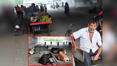 Ghaziabad DME News: अंधेरा, अतिक्रमण, छुट्टा जानवर, डीएमई के लिए बने अंडरपास दे रहे हादसों को न्‍योता
