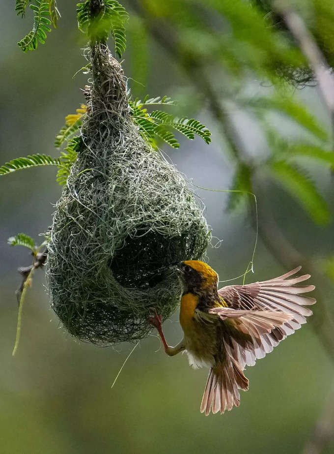 बारिश का पूर्वानुमान है घोंसला