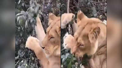 Lion Viral Video: মাংসাশী সিংহই খেল গাছের পাতা, পশুরাজের কাণ্ডে হতবাক নেটপাড়া! দেখুন অবিশ্বাস্য ভিডিয়ো