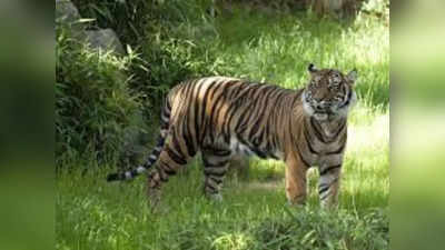 Umaria News: उमरिया में बाघ ने दो चरवाहों पर किया हमला, एक की मौत, एक गंभीर रूप से घायल