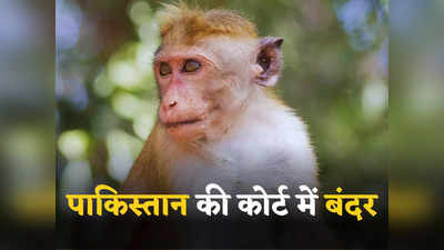 पाकिस्तान की अदालत में हाजिर हुए बंदर ने मचा दी अफरा-तफरी, पकड़ने में लगे 20 घंटे, जानें पूरा मामला