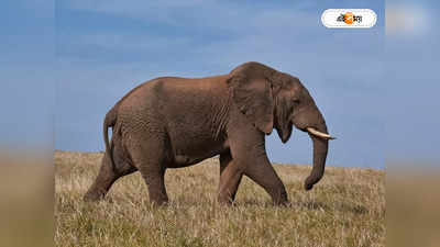 Elephant Attack : মশাল না জ্বালালেও হাতিদের গতিবিধি সোশ্যাল মিডিয়ায়