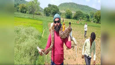 Shivpuri News: धान की रोपनी में लगे किसानों के सामने 12 फीट लंबा अजगर, देखते ही मचा हड़कंप, देखें वीडियो