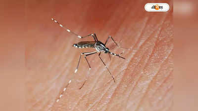Dengue In Kolkata : ৩ দিনের বেশি জ্বর? টেস্ট করানোটা মাস্ট