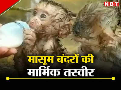 बाढ़ से बचाए गए बंदर के 2 बच्चों ने इंसानों को भी सिखा दिया, देखिए दूध वाली कहानी