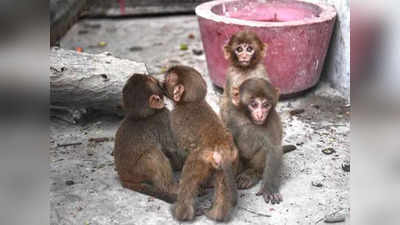 कोर्टात एकाचवेळी माकडांची १४ पिल्लं हजर; तितक्यात एक फरार, सगळ्यांची धावाधाव, प्रकरण काय?