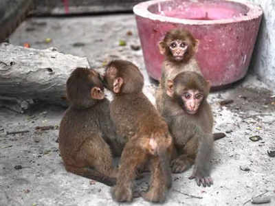कोर्टात एकाचवेळी माकडांची १४ पिल्लं हजर; तितक्यात एक फरार, सगळ्यांची धावाधाव, प्रकरण काय?