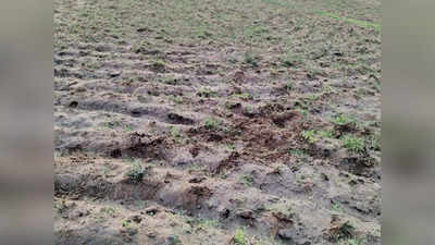 Bihar Drought Update:  बारिश की कमी के बाद बिजली की आखं मिचौली, धान की रोपनी कैसे करें किसान