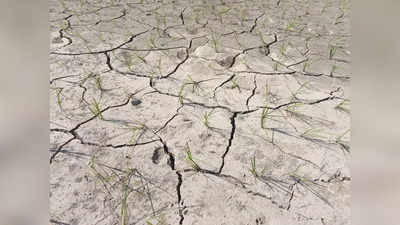 Sitamarhi Water Crasis: सूखने लगे धान के पौधे, चापाकल में भी नहीं आ रहा पानी