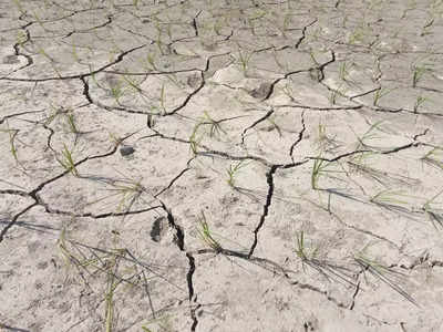 Sitamarhi Water Crasis: सूखने लगे धान के पौधे, चापाकल में भी नहीं आ रहा पानी