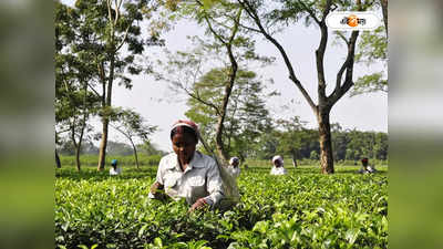 Assam Tea : দিনে দিনে বাড়ছে উৎপাদন, বিশ্বজুড়ে জনপ্রিয় অসমের চা