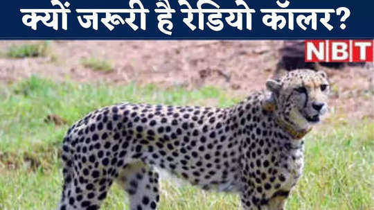 mp news officer big claim regarding radio collar of cheetahs
