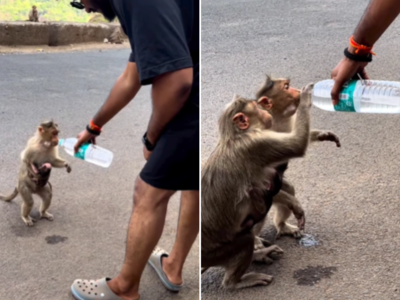 प्यासे बंदर को बोतल से पानी पिलाकर राहगीर ने बुझाई प्यास, वायरल वीडियो देख तारीफ कर रहे लोग