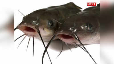 Sitamarhi News: नेपाल से मछलियों के आयात पर बैन, बॉर्डर इलाके में होती है खूब बिक्री, अलर्ट पर SSB और पुलिस