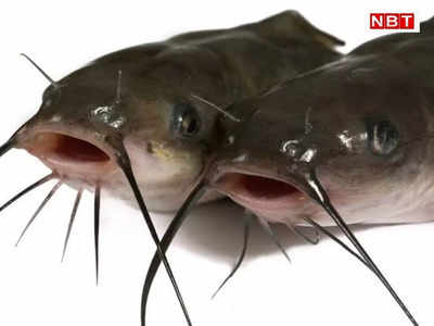 Sitamarhi News: नेपाल से मछलियों के आयात पर बैन, बॉर्डर इलाके में होती है खूब बिक्री, अलर्ट पर SSB और पुलिस