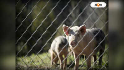 Pig Farming  : শূন্য থেকে শুরু করে স্বপ্নের উড়ান সিদ্ধার্থর