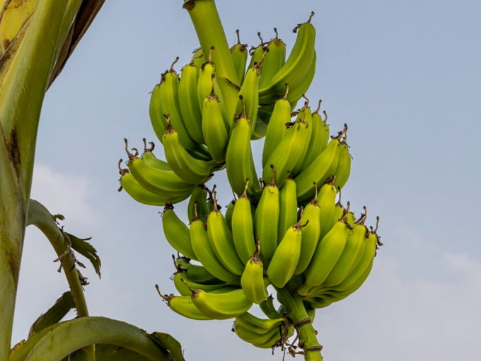 ​ડાયાબિટીસના દર્દી માટે ઉત્તમ