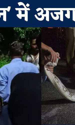 python enters love garden bhilwara rajasthan how rescued snake catcher watch video