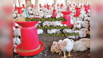 Poultry Farm: కోళ్ల ఫారం ఏర్పాటుకు రూ.50 లక్షలు ఇస్తోన్న కేంద్రం.. 50 శాతం సబ్సిడీ.. ఎలా అప్లై చేసుకోవాలి?