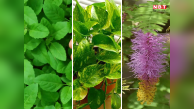 Vastu Tips: तुलसी के अलावा इन 5 पौधों को भूलकर भी दक्षिण दिशा में न लगाएं