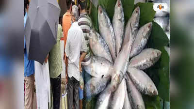 Hilsa Fish Price: কলকাতার বাজারে ঢালাও সস্তার ইলিশ! কত দামে কিনবেন?