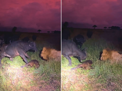 सिंहाला मारण्याच्या नादात रेड्यानं घेतला पिल्लाचा जीव, हा व्हिडीओ पाहून तुमचाही उडेल थरकाप