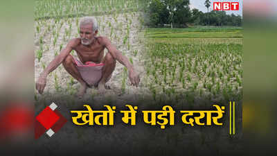 Bihar Monsoon Update: ‘आसमान में बरसने नहीं गरजने वाले बादल’, सूख रही धान की फसल और खेतों में पड़ी दरारें