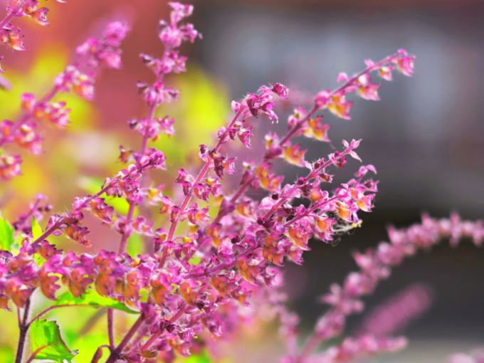 Tulsi Plant