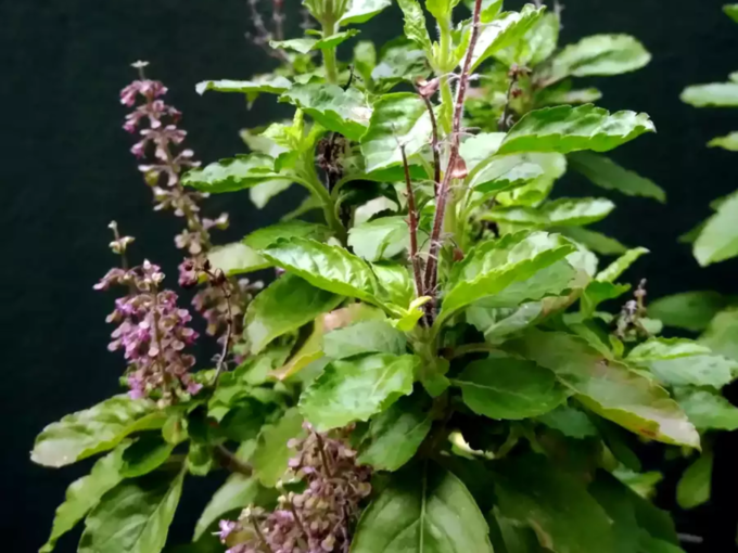 Tulsi