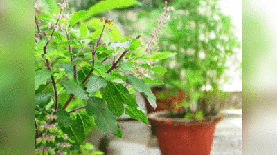 Tulsi Plant Rules: तुलसी के पौधे के साथ भूलकर भी न करें ये 5 गलतियां, पड़ सकता है भारी