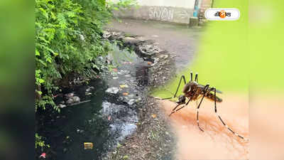 Dengue Prevention : জল জমিয়ে রেখে মশার ‘লার্ভা চাষ’! ১৫০০ বাড়িতে নোটিশ হাওড়া পুরসভার