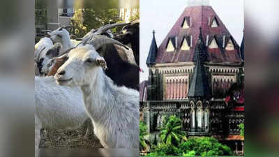 Bombay High Court: जब्त की गईं 2100 भेड़-बकरियां गायब! बॉम्बे हाई कोर्ट ने कस्टम विभाग से कहा- कार्रवाई कर‍िए