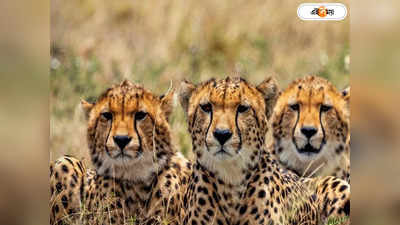 Cheetah Safari India : ডেরায় ঢুকে চিতা দর্শন! কুনো নয়, কবে-কোন জঙ্গলে সাফারির সুযোগ?