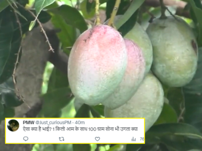 miyazaki mango इसे खरीदने के लिए Loan लेना पड़ेगा..., ओडिशा में टीचर ने उगाया मियाजाकी किस्म का आम, रेट 3 लाख रुपये किलो