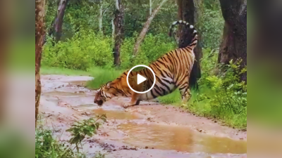 Tiger Ka Video: मानसून की बारिश के बीच अपनी प्यास बुझा रहा था टाइगर, वीडियो देखकर लोगों को कुदरत से प्यार हो गया!
