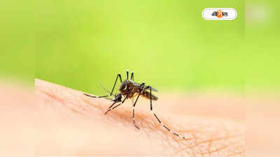 Dengue Fever : হু হু করে বাড়ছে বাংলাদেশে ডেঙ্গু! আক্রান্তের সংখ্যা ৪০ হাজার পার