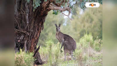Kangaroos: স্মিথ-কামিন্সদের দেশের বাইরে কেন দেখা না ক্যাঙারুদের? গবেষণায় মিলল চাঞ্চল্যকর তথ্য