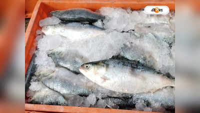Hilsa Fish : ডায়মন্ড হারবার থেকে উদ্ধার ১ কুইন্টাল খোকা ইলিশ, তোলা হবে নিলামে
