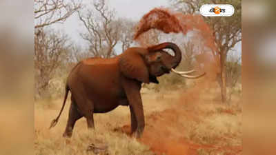 Elephant Attack : ভরসা হাতিদের কন্ট্রাসেপ্টিভ!