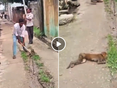यूपी में 2 लोगों ने बंदर को बेरहमी से पीटा, अधमरा कर मरने के लिए नाले में फेंक दिया, सामने आया वीडियो