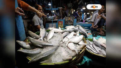 Hilsa Fish Price: জলঙ্গির পদ্মায় মৎস্যজীবীদের জালে পেল্লাই সাইজের ইলিশ, দাম কত জানেন?