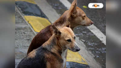 Street Dogs : বিষ খাইয়ে নৃশংসভাবে ২২টি কুকুরকে হত্যা, মর্মান্তিক ঘটনা খড়গপুরে