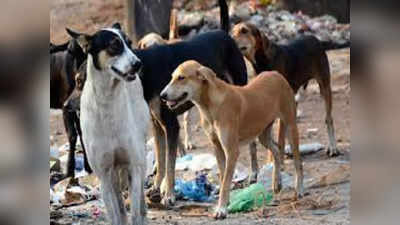 Bhopal New Live Today: भोपाल में दिल दहला देने वाली घटना, नवजात बच्ची का शव खा रहे थे कुत्ते, लोगों ने पत्थर मारकर छुड़ाया